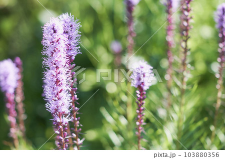 庭に咲くリアトリスの花 庭に咲くリアトリスの花 103880356