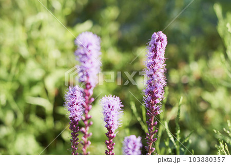 庭に咲くリアトリスの花 庭に咲くリアトリスの花 103880357