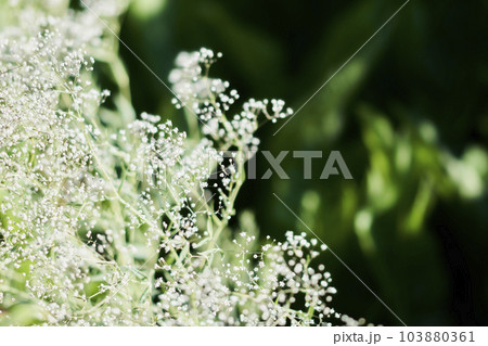 庭に咲くカスミソウの花 103880361