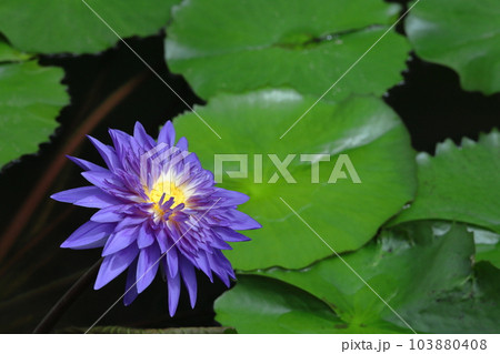 水面に優雅に浮かぶ 103880408