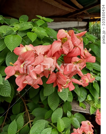 Close up of red flag bush plant  103880434