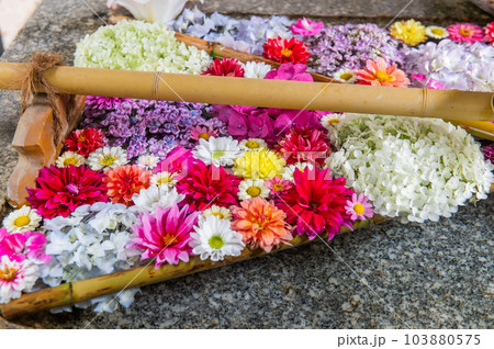 6月梅雨の花手水 103880575