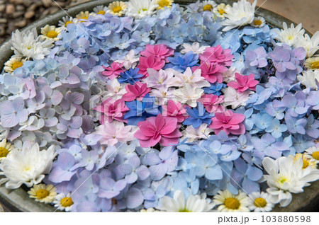 6月梅雨の花手水 103880598