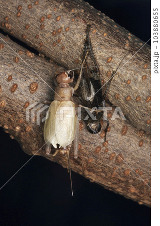 Moulting in ground cricket, Gryllus bimaculatus, Satara, Maharashtra, India Moulting in ground cricket, Gryllus bimaculatus, Satara, Maharashtra, India 103880655