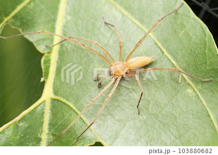 Male yellow sac spider, Cheiracanthium inclusum, Satara, Maharashtra, India Male yellow sac spider, Cheiracanthium inclusum, Satara, Maharashtra, India 103880682