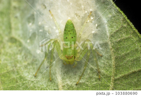 Grass crab spider,  Oxytate species, Satara, Maharashtra 103880690