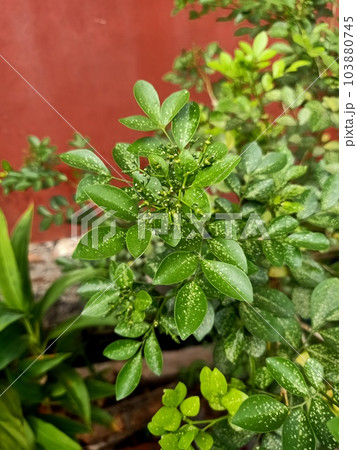 Close up of orange jasmine plant Close up of orange jasmine plant 103880745