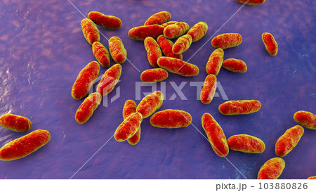 Aeromonas bacteria, 3D illustration 103880826