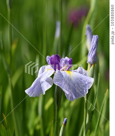 きれいな花菖蒲 103880860