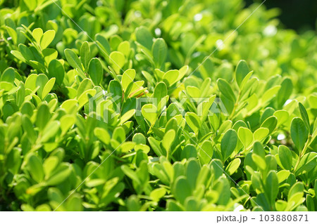 太陽光の射す新緑の葉 103880871