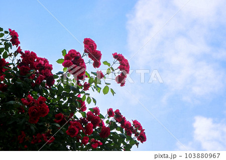 rose rose 103880967
