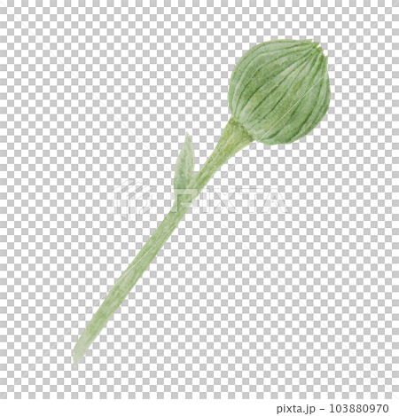 Orange calendula officinalis watercolor hand drawn illustration. Flower for natural herbal medicine, healthy tea, cosmetics and homeopatic remedies. Botanical element for labels, eco goods, textiles 103880970