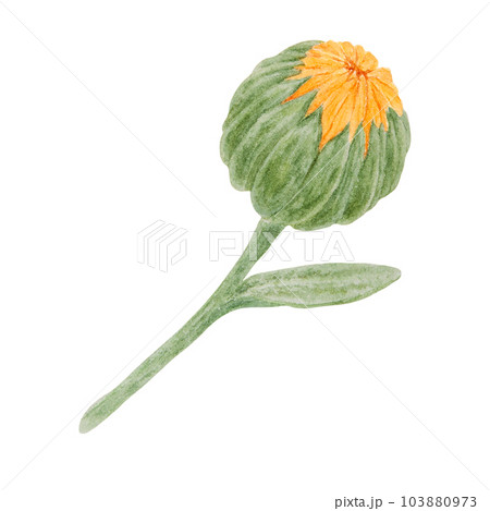Orange calendula officinalis watercolor hand drawn illustration. Flower for natural herbal medicine, healthy tea, cosmetics and homeopatic remedies. Botanical element for labels, eco goods, textiles 103880973