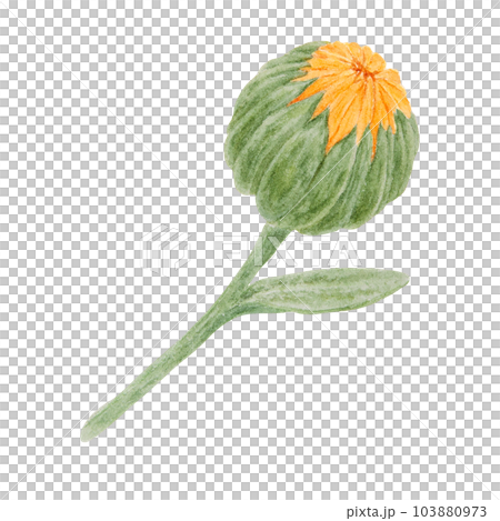 Orange calendula officinalis watercolor hand drawn illustration. Flower for natural herbal medicine, healthy tea, cosmetics and homeopatic remedies. Botanical element for labels, eco goods, textiles 103880973