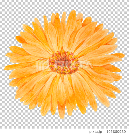 Orange calendula officinalis watercolor hand drawn illustration. Flower for natural herbal medicine, healthy tea, cosmetics and homeopatic remedies. Botanical element for labels, eco goods, textiles 103880980