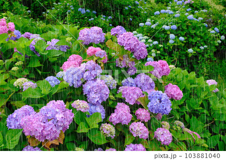 紫陽花と雨　雨強調　滋賀県全長寺 103881040