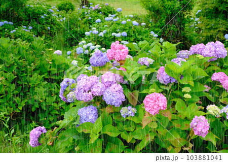 紫陽花と雨 雨強調 滋賀県全長寺 紫陽花と雨 雨強調 滋賀県全長寺 103881041
