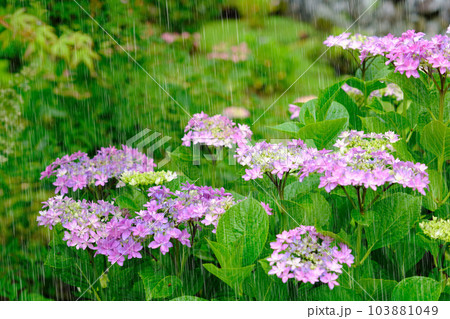 紫陽花と雨　雨強調　滋賀県全長寺 103881049
