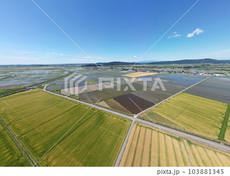 収穫間近の麦畑　空撮 103881345