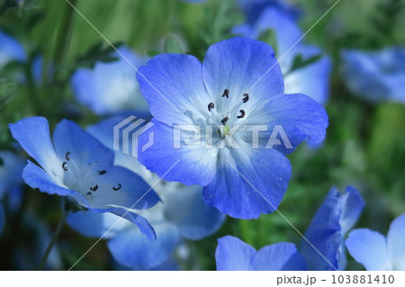 爽やかな空色に咲く 103881410