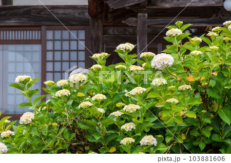 滋賀県余呉　全長寺のあじさい 103881606