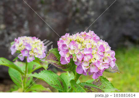 滋賀県余呉　全長寺のあじさい 103881614