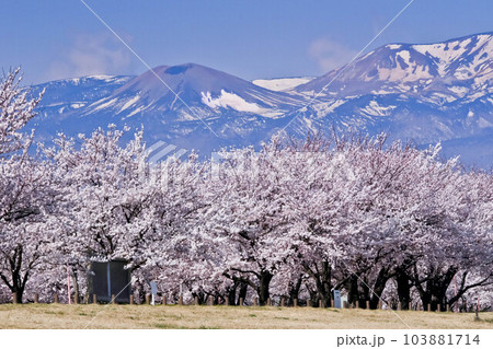 福島吾妻小富士の雪形雪うさぎと桜並木 103881714