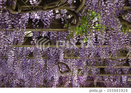 北海道石狩市青葉公園の藤棚 北海道石狩市青葉公園の藤棚 103881928