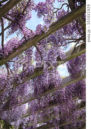 北海道石狩市青葉公園の藤棚 北海道石狩市青葉公園の藤棚 103881929