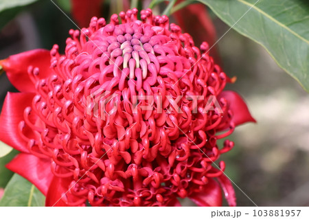 テロペア テロペア 103881957