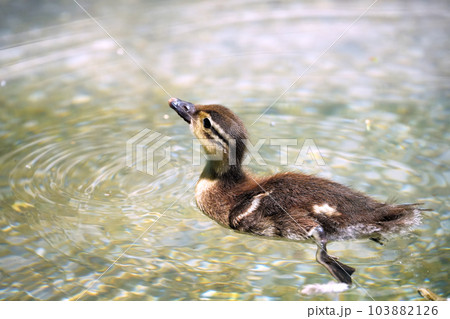 オシドリのヒナ オシドリのヒナ 103882126