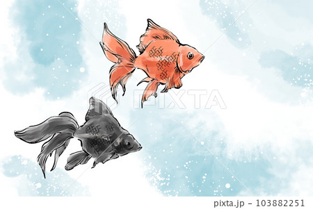 涼しげな金魚のイラスト 103882251