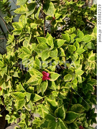 Close up of paperflower plant  103882319