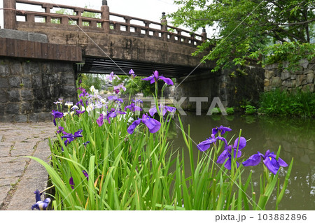 滋賀県近江八幡市の八幡堀 明治橋と花菖蒲 滋賀県近江八幡市の八幡堀 明治橋と花菖蒲 103882896