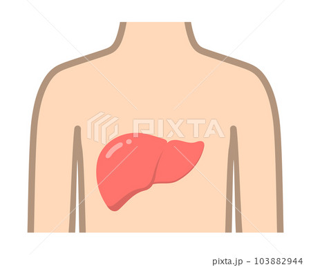 肝臓と体 103882944