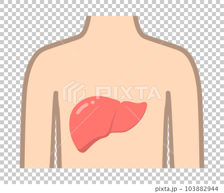 肝臓と体 103882944