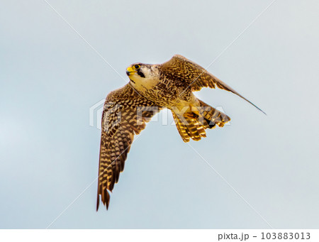 ハヤブサ 103883013