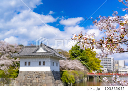 神奈川県小田原市 小田原城と桜の風景 神奈川県小田原市 小田原城と桜の風景 103883035