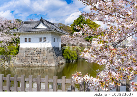 神奈川県小田原市　小田原城と桜の風景 103883037