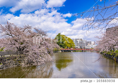 神奈川県小田原市　小田原城と桜の風景 103883038
