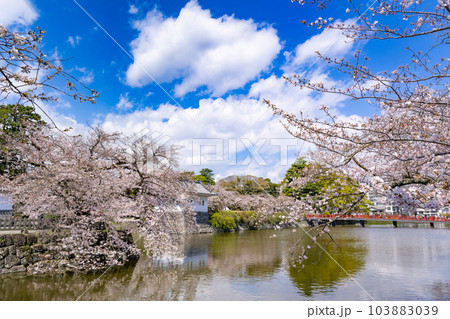 神奈川県小田原市 小田原城と桜の風景 神奈川県小田原市 小田原城と桜の風景 103883039