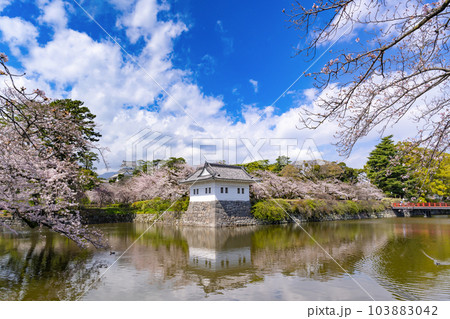 神奈川県小田原市　小田原城と桜の風景 103883042