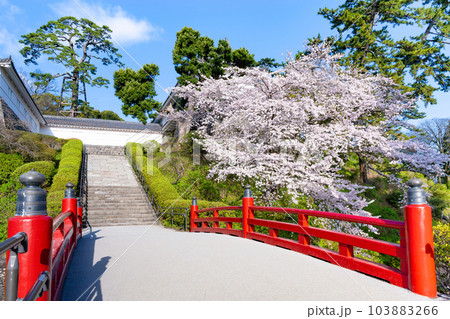 神奈川県小田原市 小田原城と桜の風景 神奈川県小田原市 小田原城と桜の風景 103883266