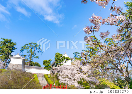 神奈川県小田原市 小田原城と桜の風景 神奈川県小田原市 小田原城と桜の風景 103883279