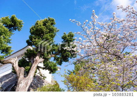 神奈川県小田原市　小田原城と桜の風景 103883281