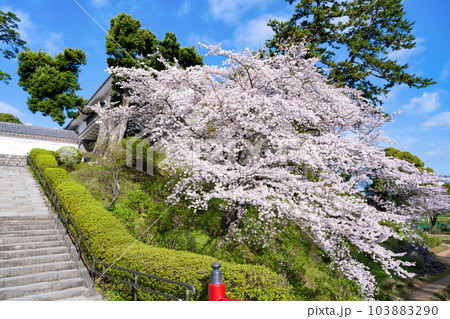 神奈川県小田原市 小田原城と桜の風景 神奈川県小田原市 小田原城と桜の風景 103883290