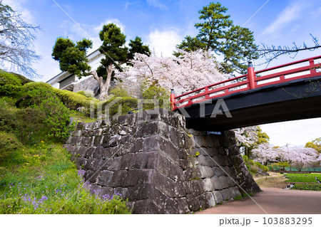 神奈川県小田原市　小田原城と桜の風景 103883295