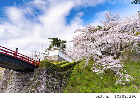 神奈川県小田原市 小田原城と桜の風景 神奈川県小田原市 小田原城と桜の風景 103883296