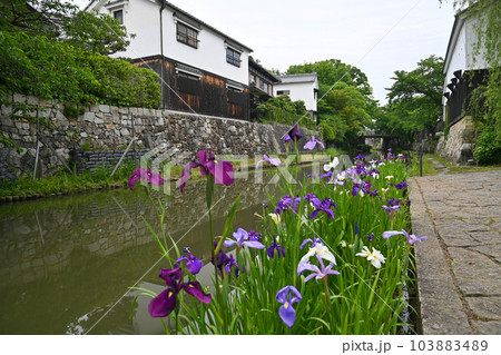 滋賀県近江八幡市の花菖蒲咲く八幡堀 滋賀県近江八幡市の花菖蒲咲く八幡堀 103883489