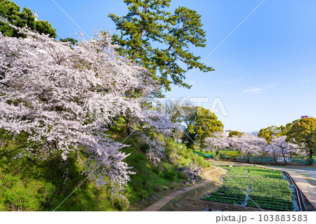 神奈川県小田原市　小田原城と桜の風景 103883583